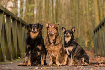 3 dogs sitting together on a bridge