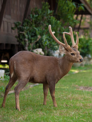 Deer pees on a grass field