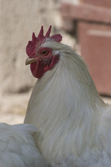 hen in the farm