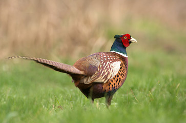 Ringneck Pheasant (Phasianus colchicus)