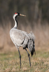 Common crane (Grus grus)