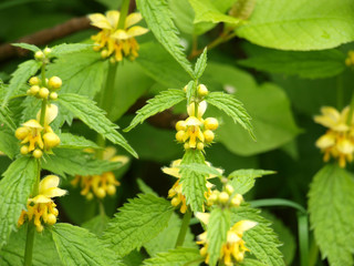 Goldnessel, Taubnessel, Lamium galeobdolon