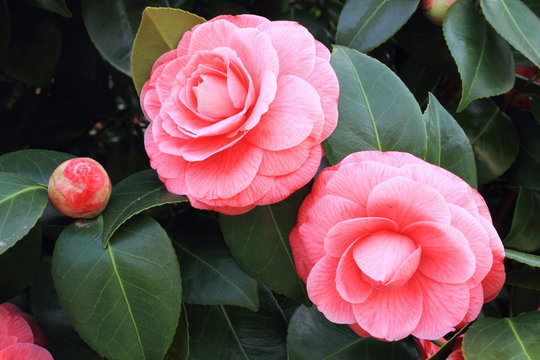 camellia fiore tropicale asiatico