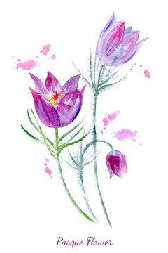 Spring flowers illustration.Pasque flower painting.Watercolor hand drawn illustration.