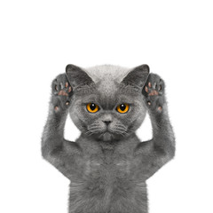 cat listens attentively to somebody