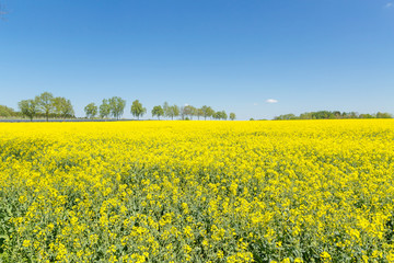 Fototapeta premium Yellow fields in Germany