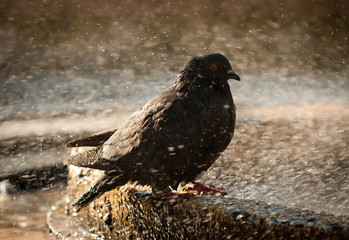 Dove taking a bath 