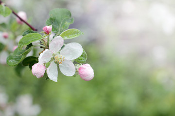 spring blooming gardens/background with spring fruit tree flowers after the rain 
