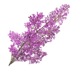 purple isolated small lilac lush flower branch