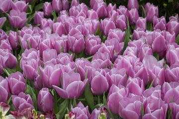 Pink tulips