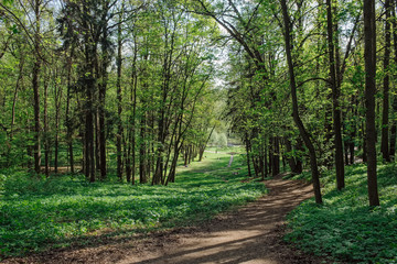 Vivid green trees with rural road in park in spring time