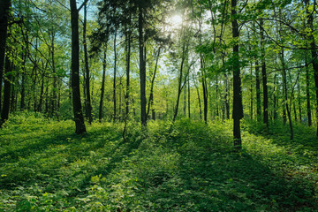 Sunlight in the green forest nature
