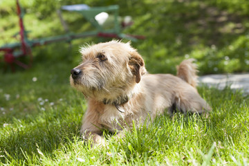 one brown terrier breed dog lying on green grass lawn
