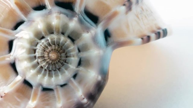 Golden Mean Seen in the Spiral of a Shell. Close up showing the spiral of a shell zooming out on a hike background with copy-space.