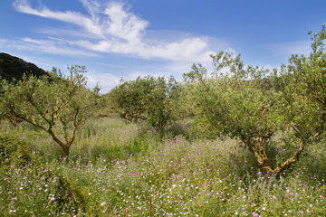 Olive orchard on the Greek Ionian island Kefalonia