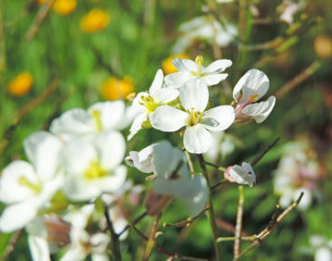 cuckoo flower, flower field