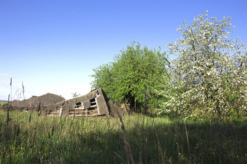 Obraz premium Ruined barn in rural outback near flowering trees on a background of clear sky of spring. «If time exists in nature, then it is not already open ...». (Konstantin Tsiolkovsky).
