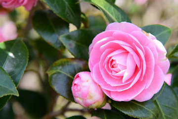 椿/camellia