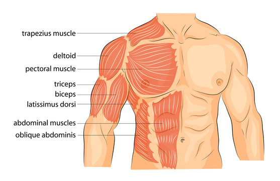 Upper Body Muscles Photos Royalty Free Images Graphics Vectors Videos Adobe Stock
