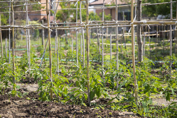Piantine di pomodoro legate alle canne © makis7