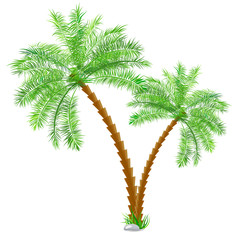 Tropical palm tree over white