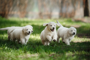 Little puppys Golden retriever - obrazy, fototapety, plakaty