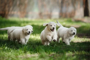 Fotobehang Kleine puppy& 39 s Golden retriever © annaav