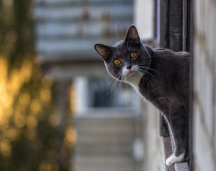 Portrait of a dark gray cat with a white spot eyeing