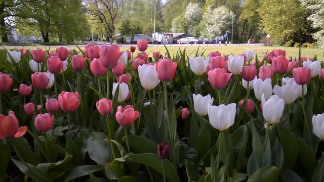 белые и розовые тюльпаны на клумбе в парке