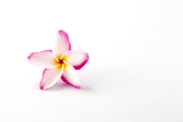 Fototapeta na wymiar plumeria rubra flower isolated on White background
