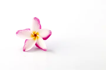 Cercles muraux Frangipanier plumeria rubra flower isolated on White background