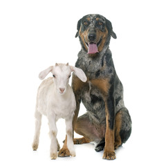 Obraz premium beauceron and kid