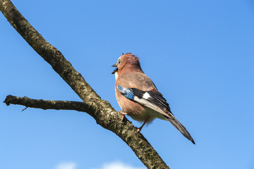 Singing spring bird on a dead tree in the garden - life goes on. «If time exists in nature, then it is not already open ...». (Konstantin Tsiolkovsky).