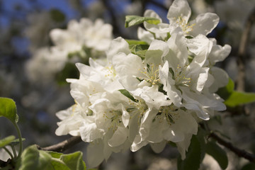 Apple tree in blossom. flowers of Apple tree.