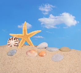 Fototapeta na wymiar Starfish and seashells on a beach sand