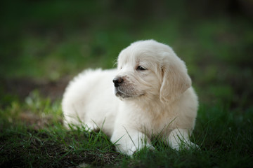 Little puppy Golden retriever