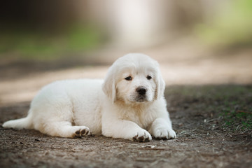 Little puppy Golden retriever