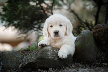 Little puppy Golden retriever