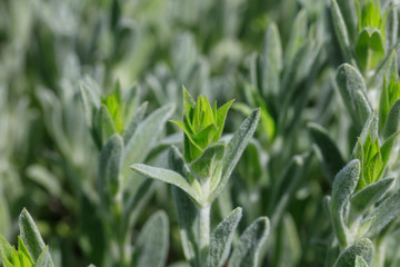 Fresh green mountain tea field closeup background