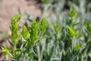 Fresh green mountain tea field closeup background