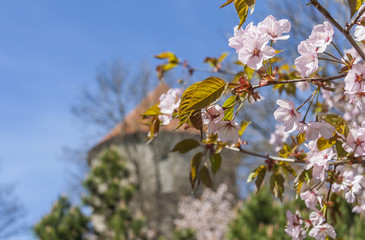 Springtime In Medieval Town