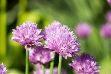 Chive flowers