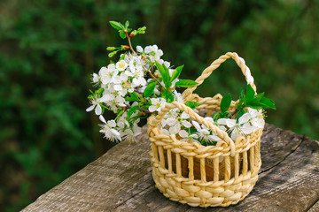 Fototapeta na wymiar White blossoms in the basket