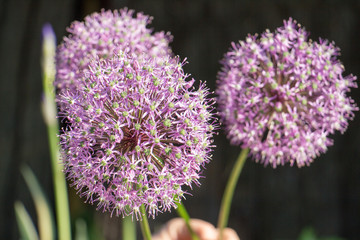 Chive flowers