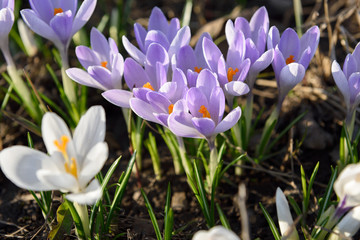 crocuses