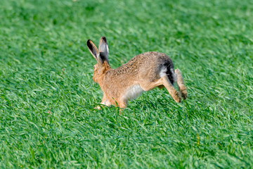 Feldhase (Lepus europaeus) sprintet über ein Feld