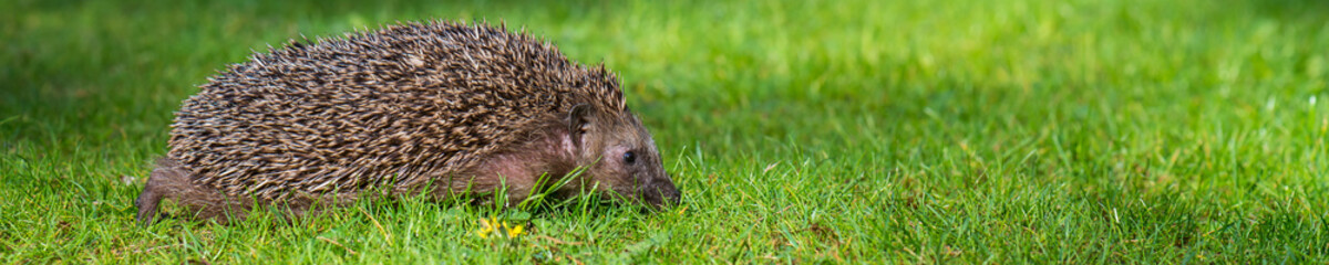 Igel Braunbrustigel (Erinaceus europaeus) auf einer Wiese im Frühling © mirkograul