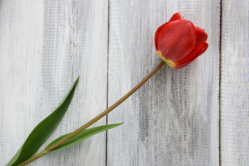 Row of tulips on wooden background