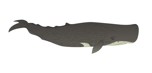 Cachalot or sperm whale on a white background.