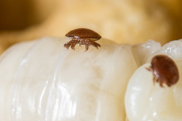 Varroamilben (Varroa destructor) an einer Puppe Drohne im Bienenstock der Biene (Apis mellifera)